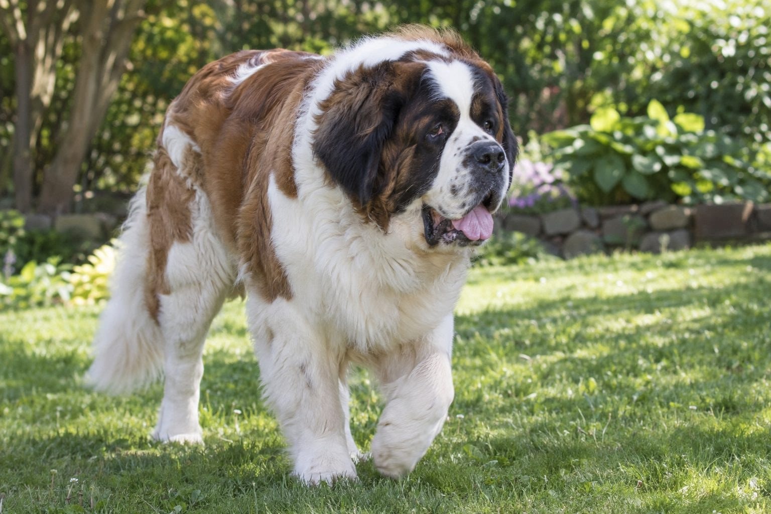 Un Saint-Bernard brun et blanc, corpulent, jouant ou se déplaçant dans un jardin
