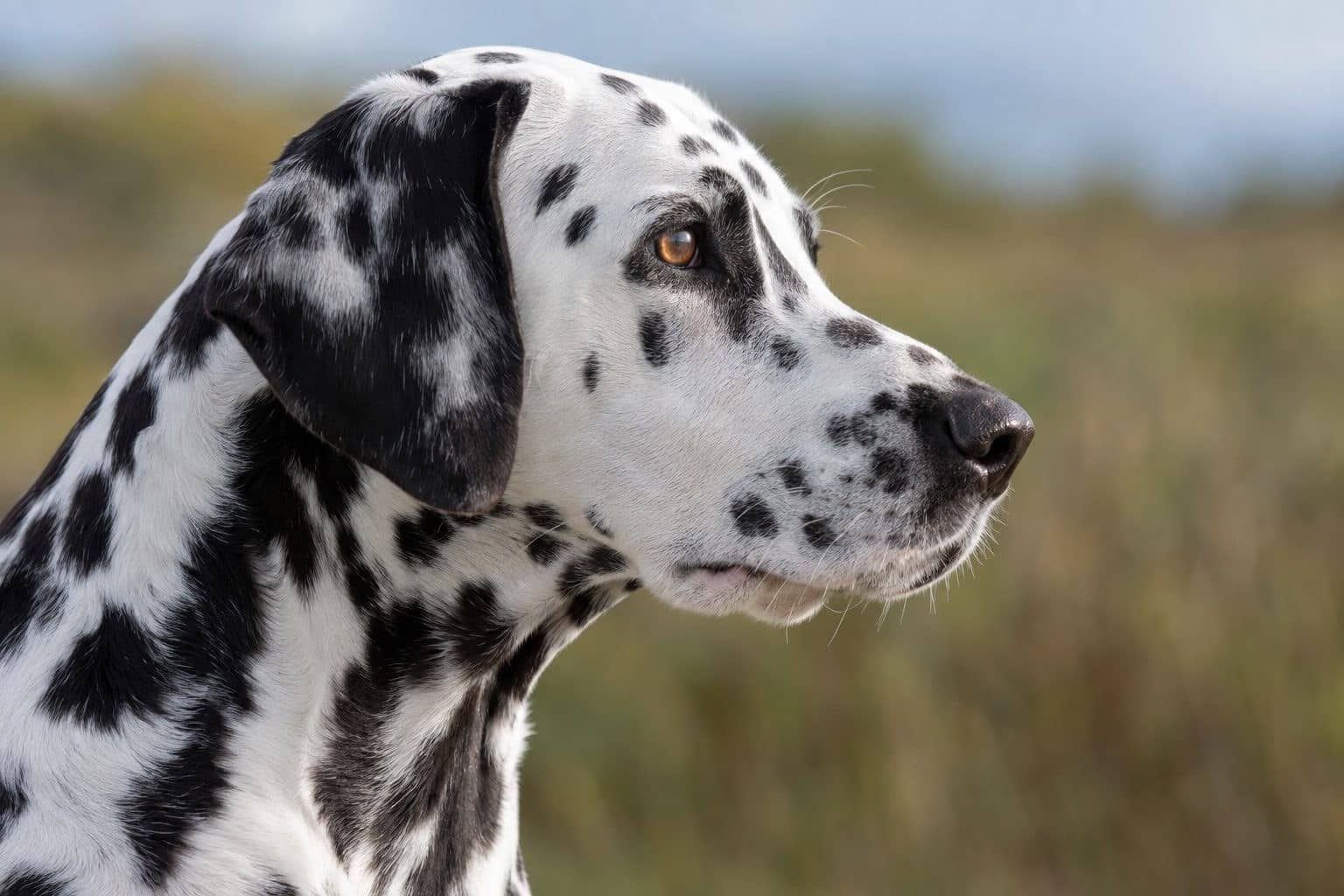 Gros plan détaillé d'un dalmatien montrant ses taches noires caractéristiques