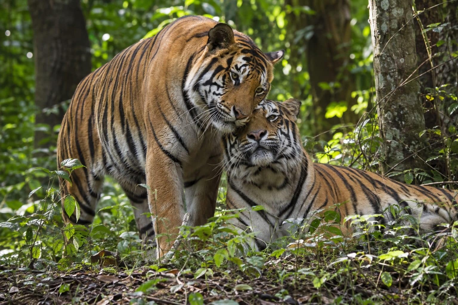 Deux tigres du Bengale se retrouvant ou jouant ensemble dans une forêt tropicale