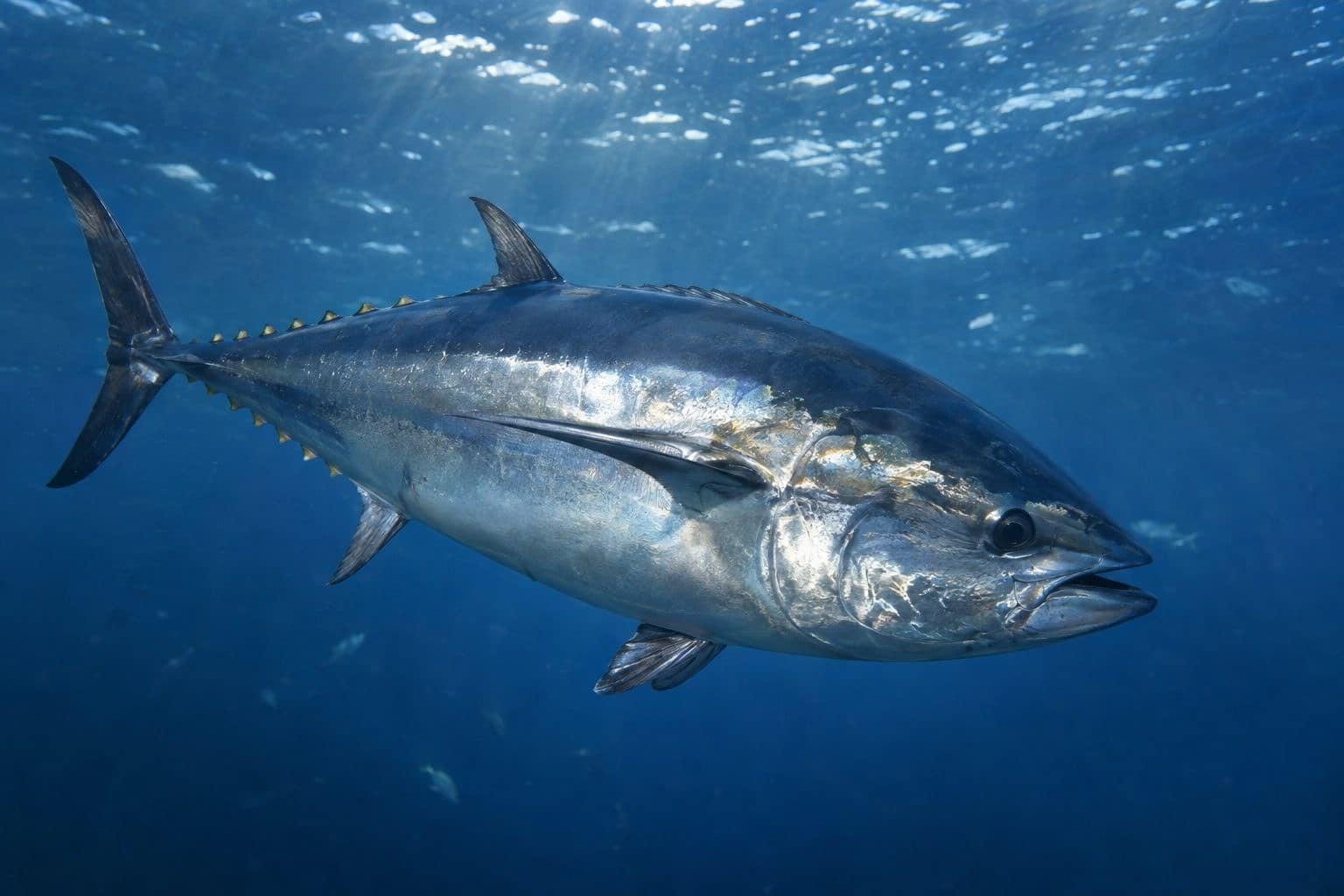 Poisson thon rouge en train de nager dans l'océan
