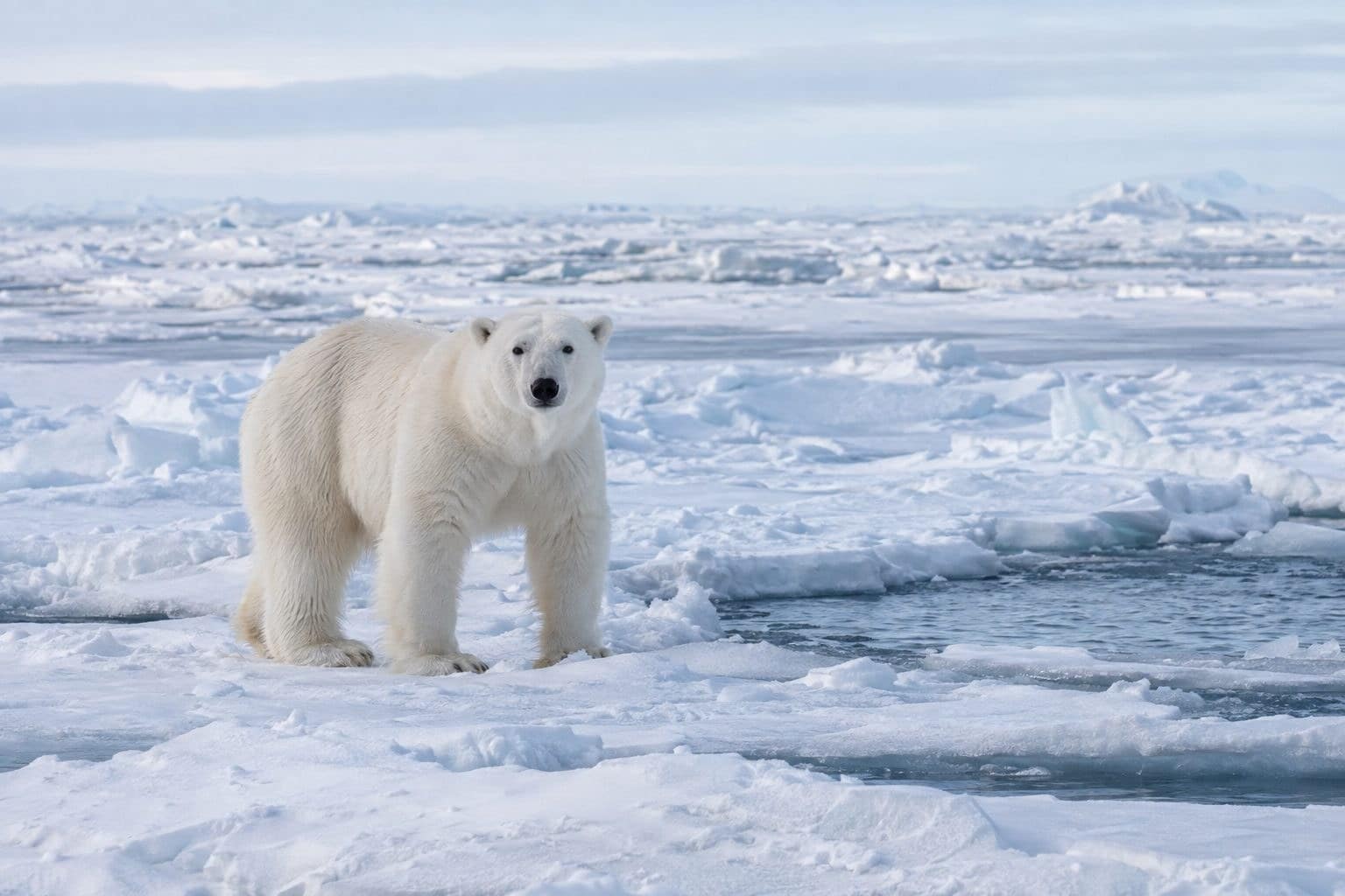 Ours polaire adulte seul sur la banquise arctique