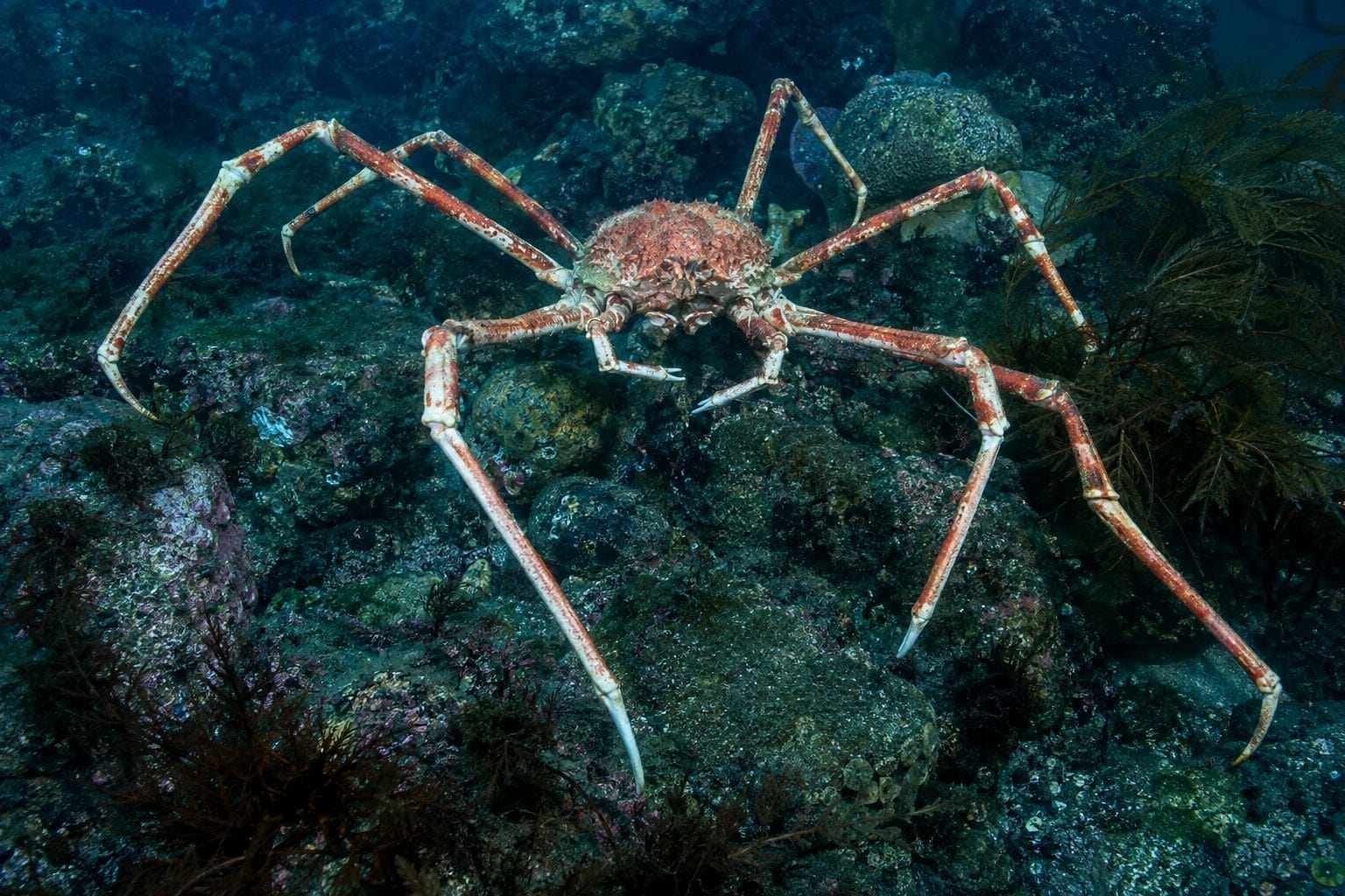 Crabe araignée géant du Japon sur le fond marin