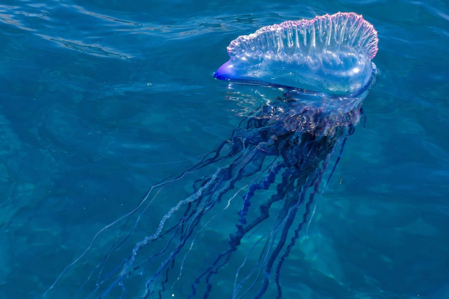 Galère portugaise avec ses tentacules urticants