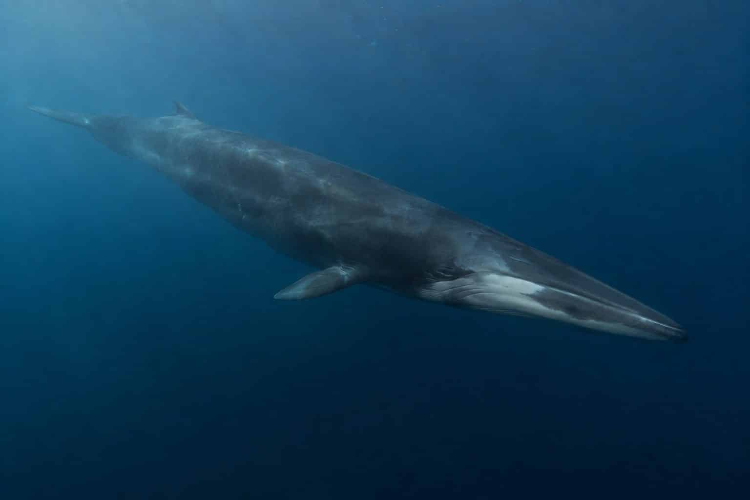 Rorqual commun en plongée