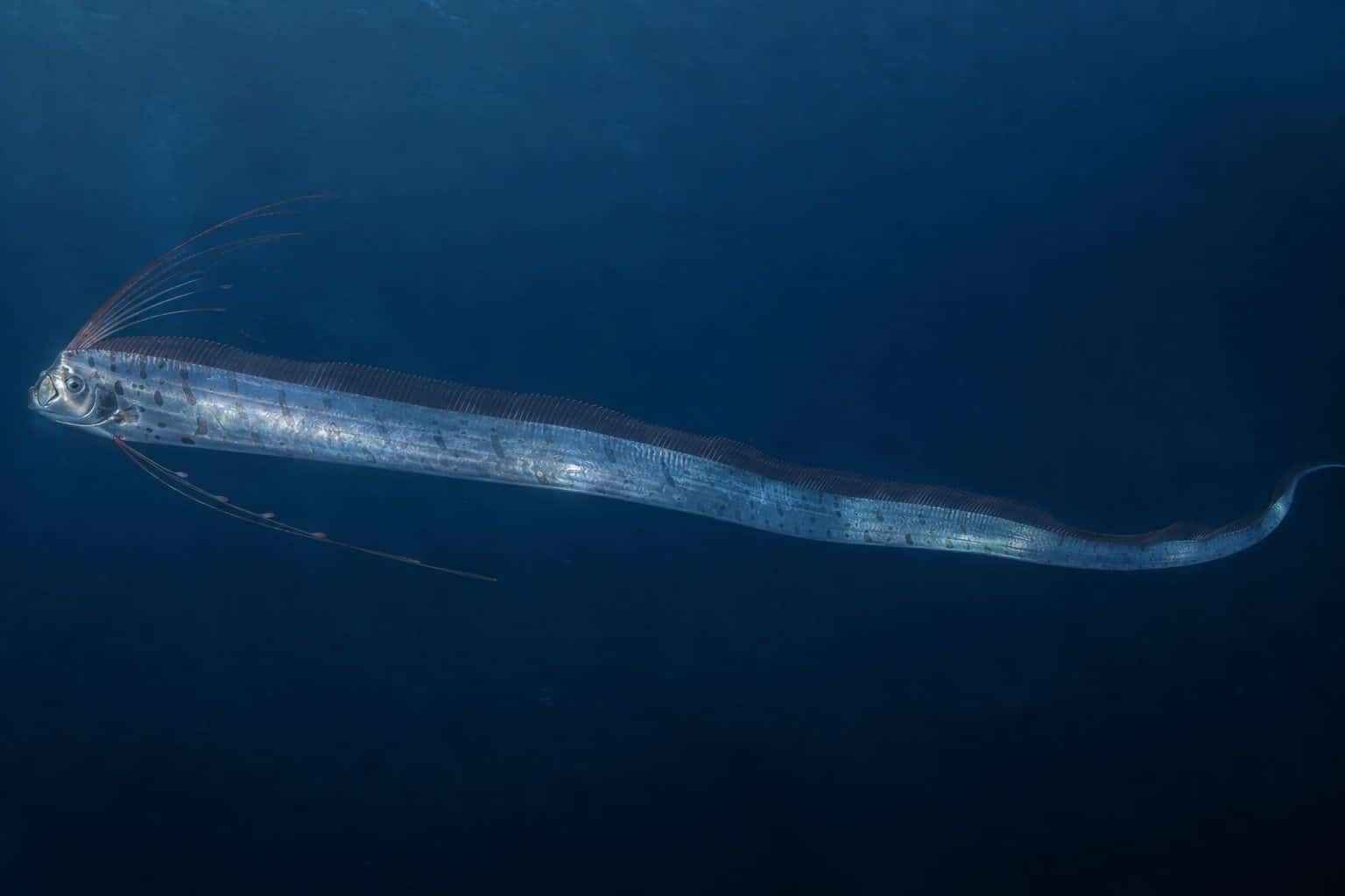 Régalec, le poisson ruban géant