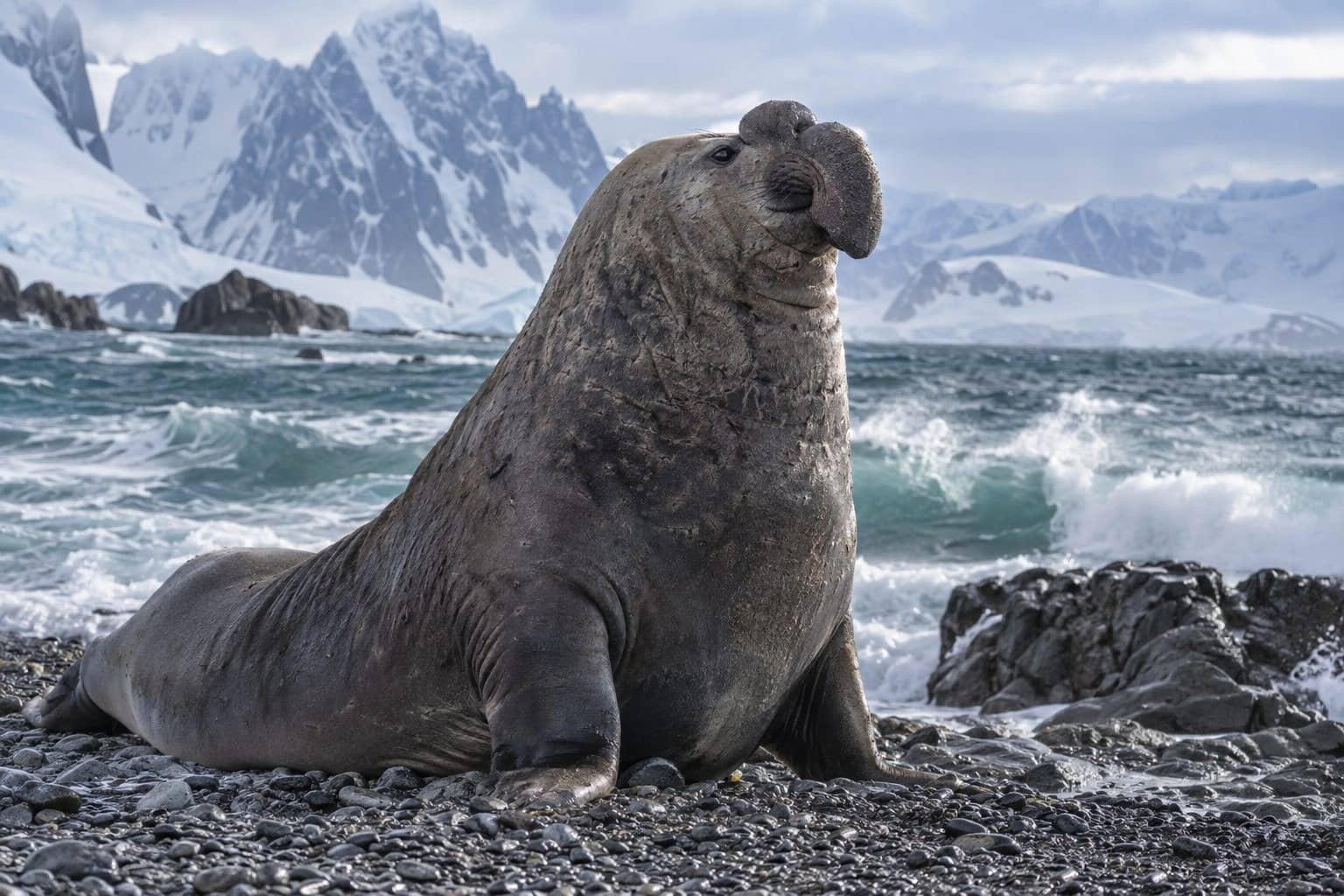 Éléphant de mer austral dominant
