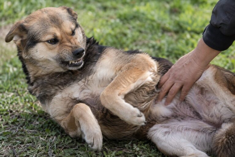 Chien montrant une réaction de douleur lors d'une manipulation du ventre