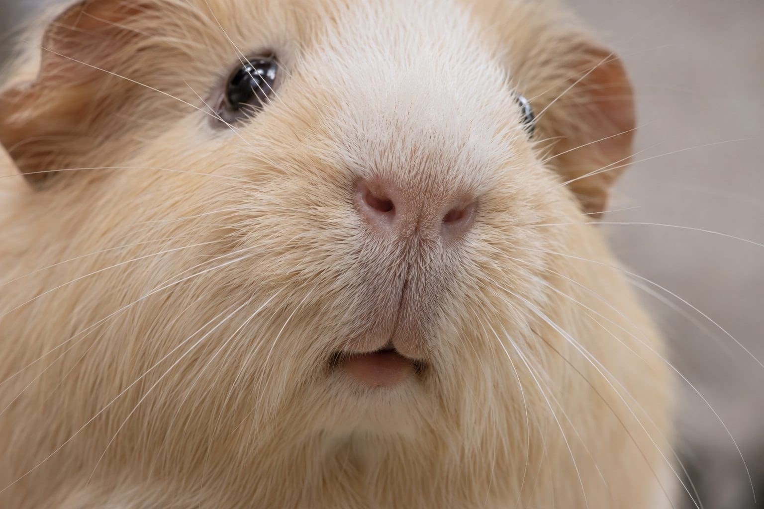 Cochon d'Inde femelle crème en gros plan du museau