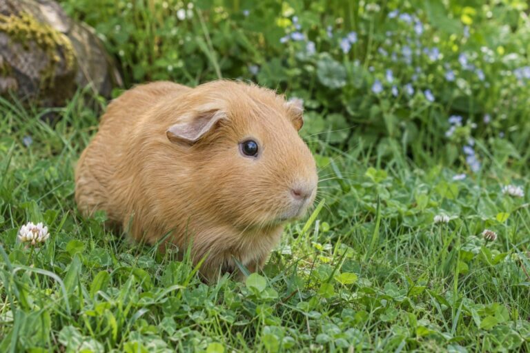 Cochon d'Inde brun clair dans un habitat naturel avec herbe