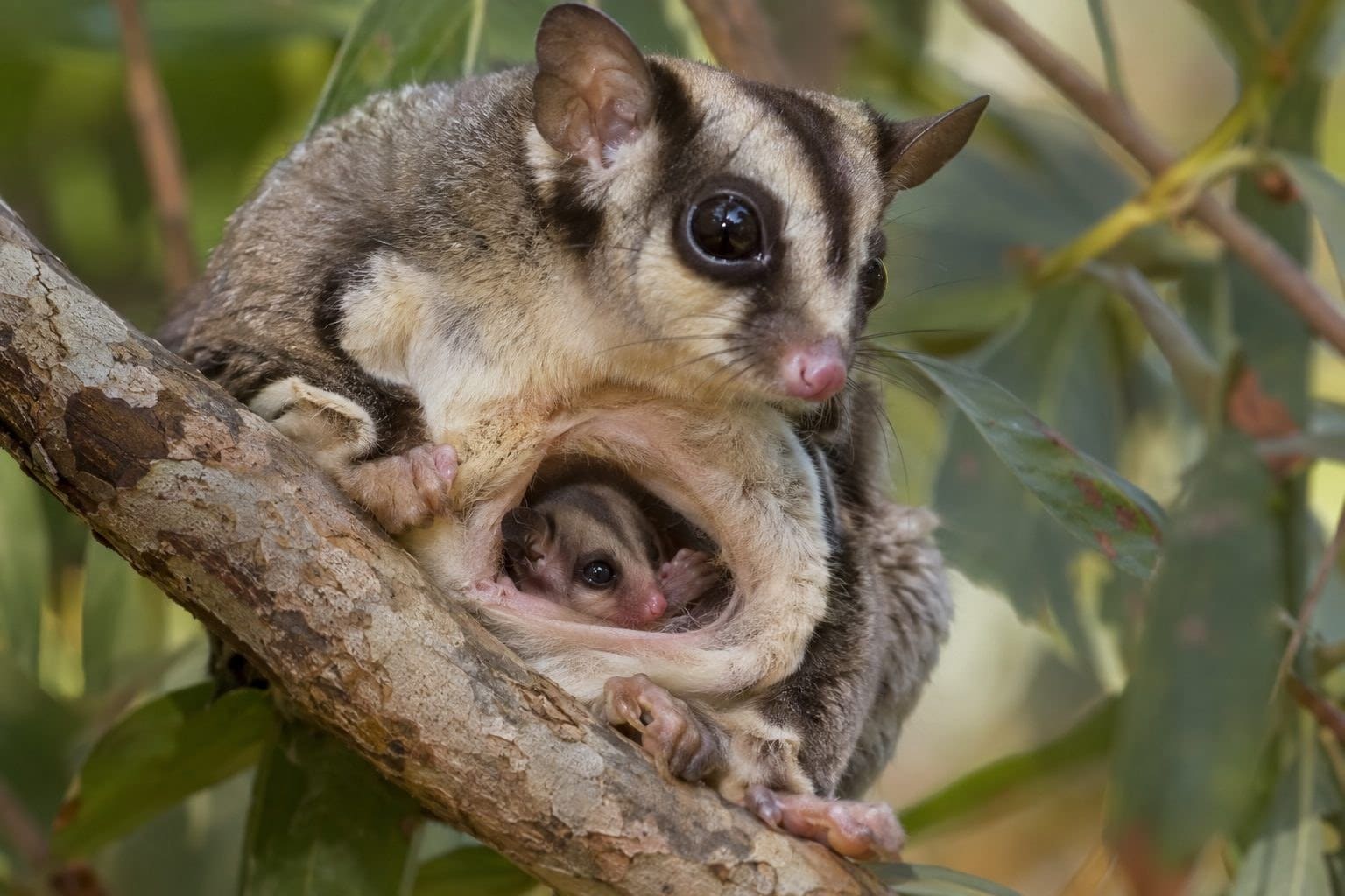Phalanger volant mère avec son petit dans sa poche marsupiale