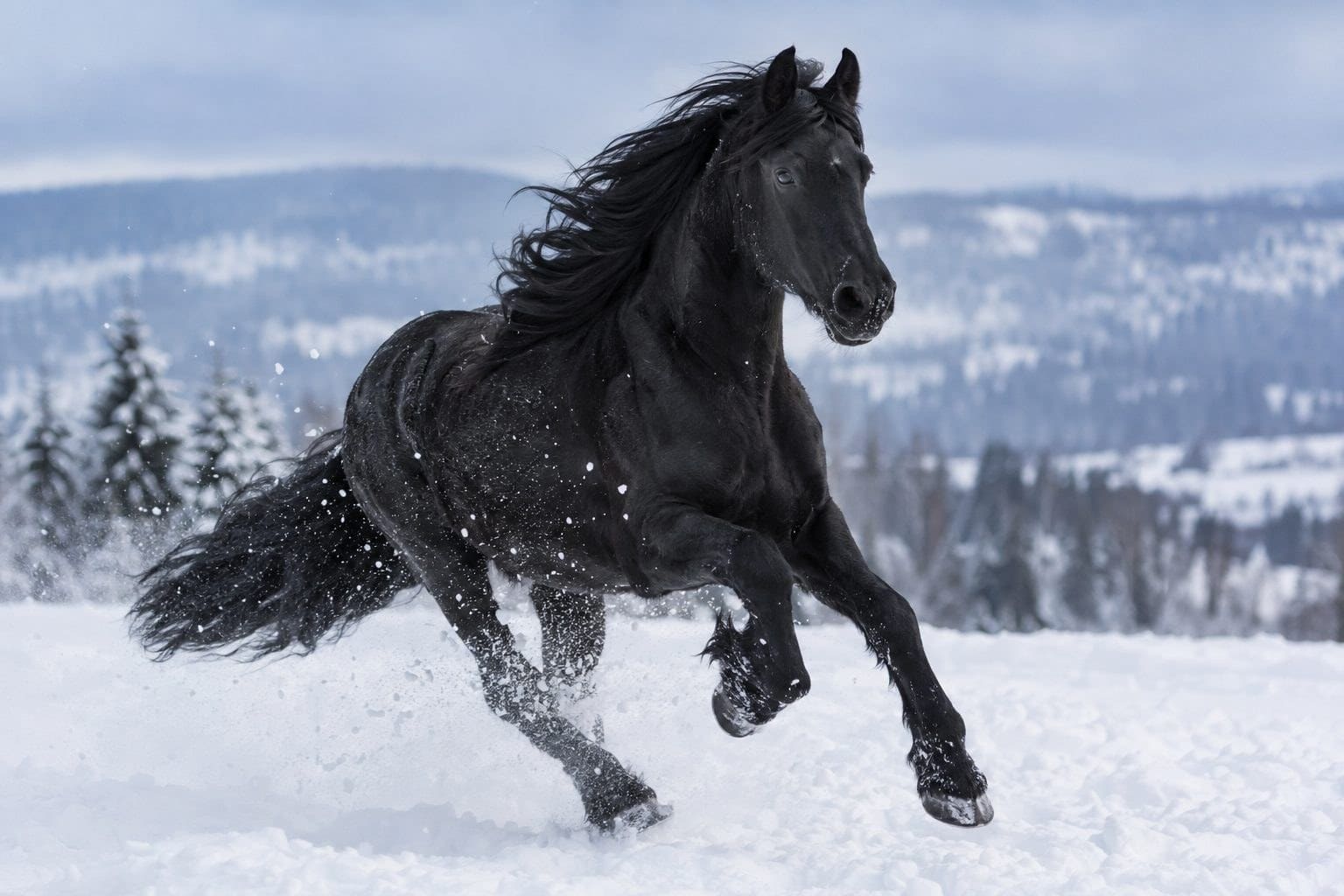 Cheval noir au galop dans la neige