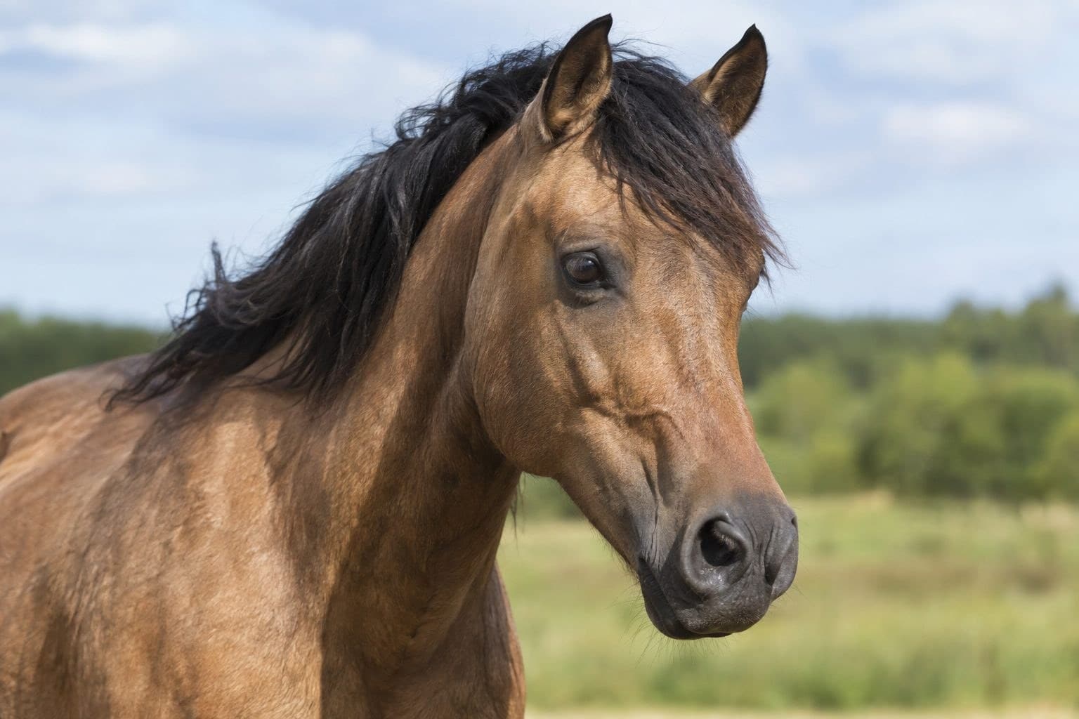 Gros plan de la tête d'un cheval isabelle