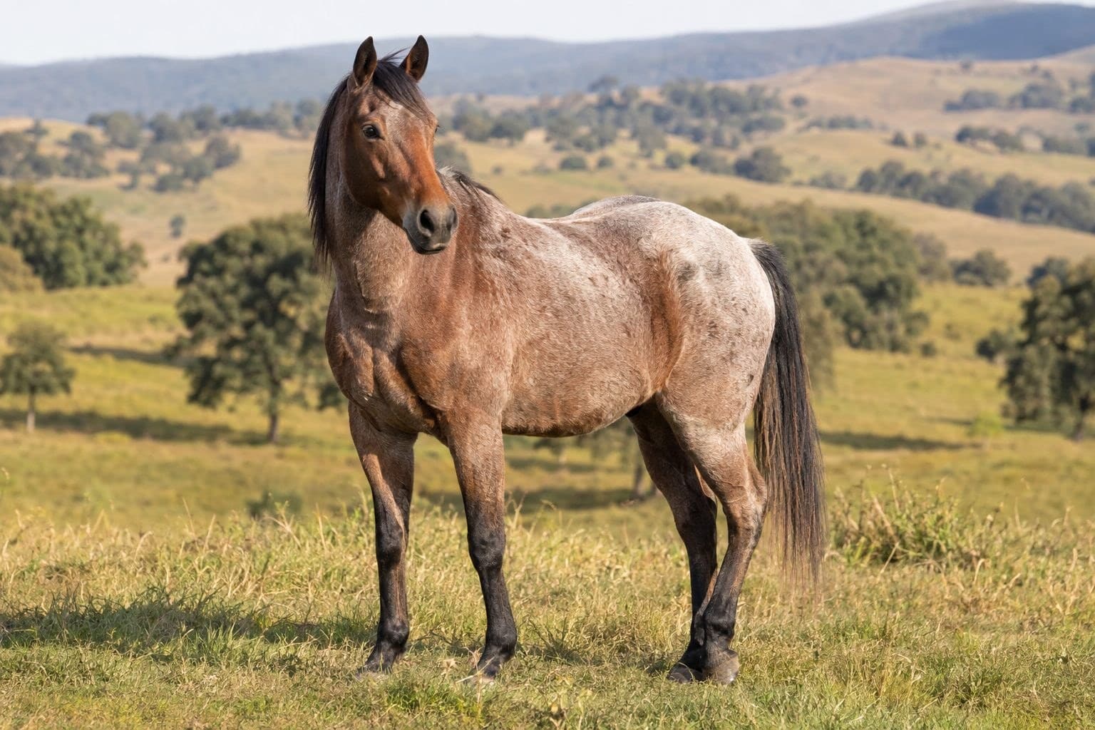 Cheval rouan vue de trois-quarts au pâturage