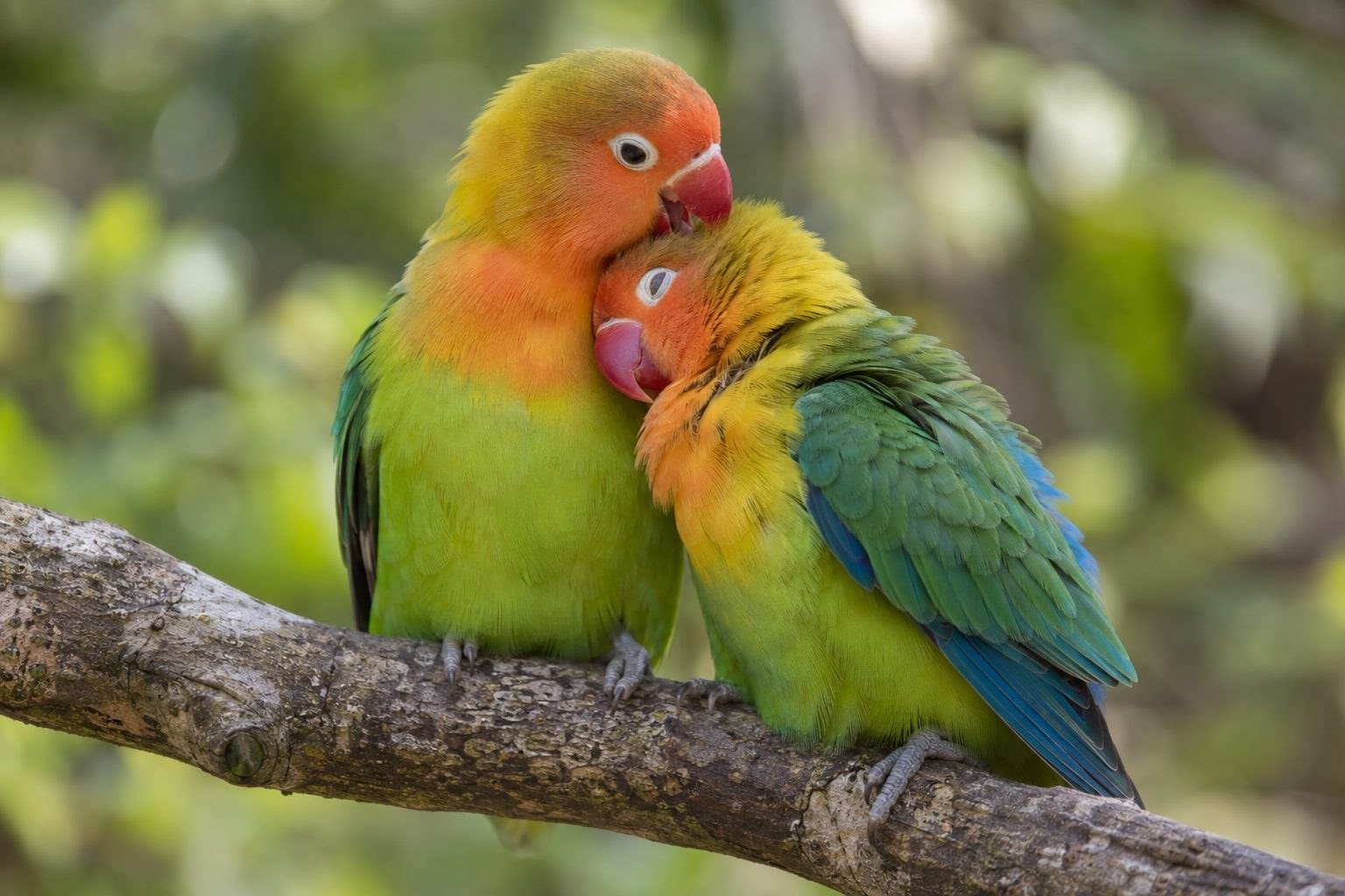 Couple d'inséparables se toilettant mutuellement