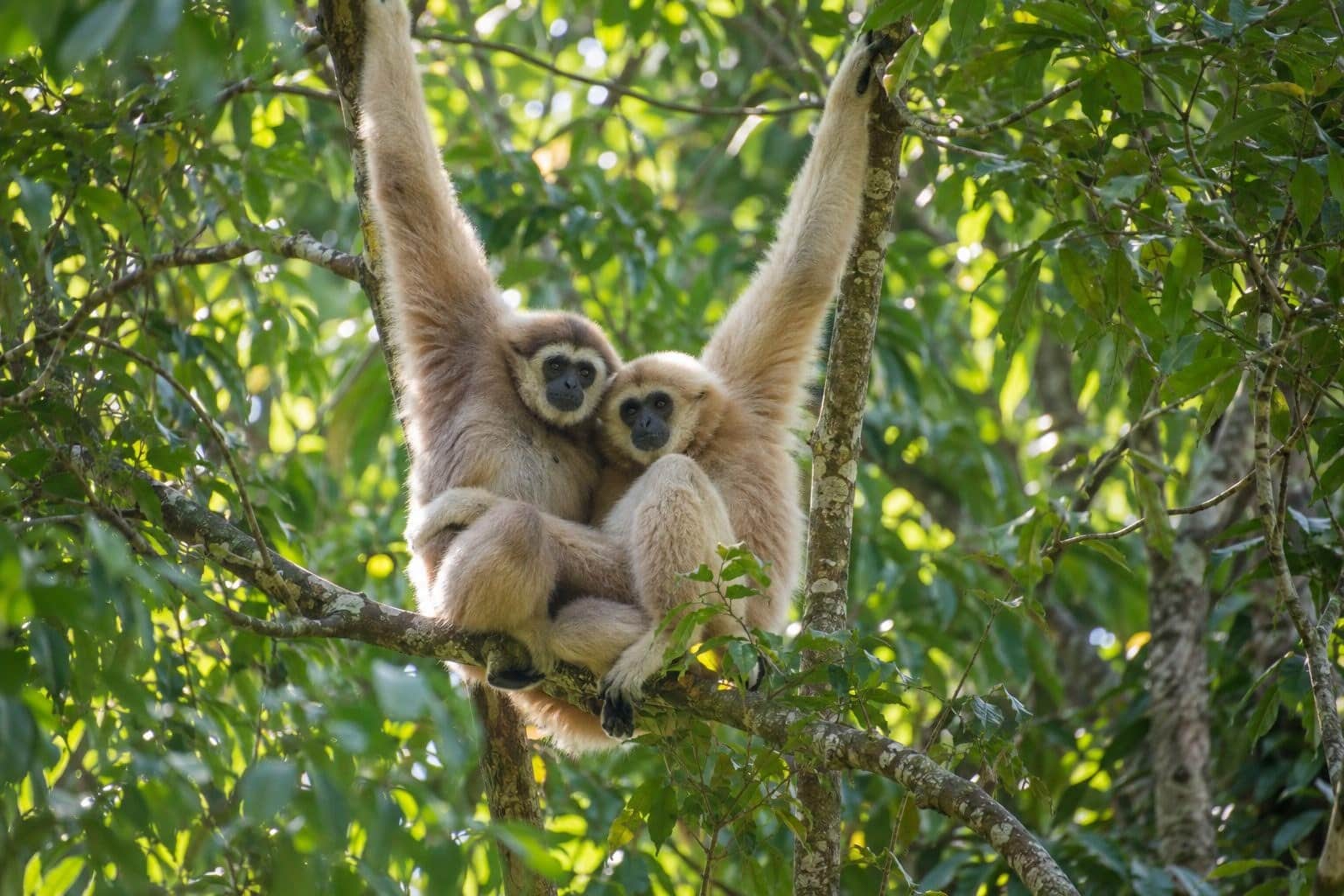 Deux gibbons enlacés dans les arbres