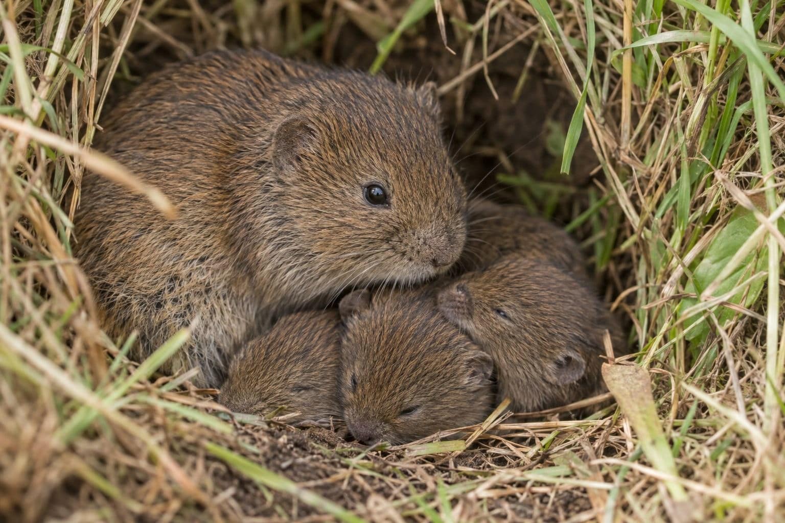 Campagnol des prairies mère avec ses petits