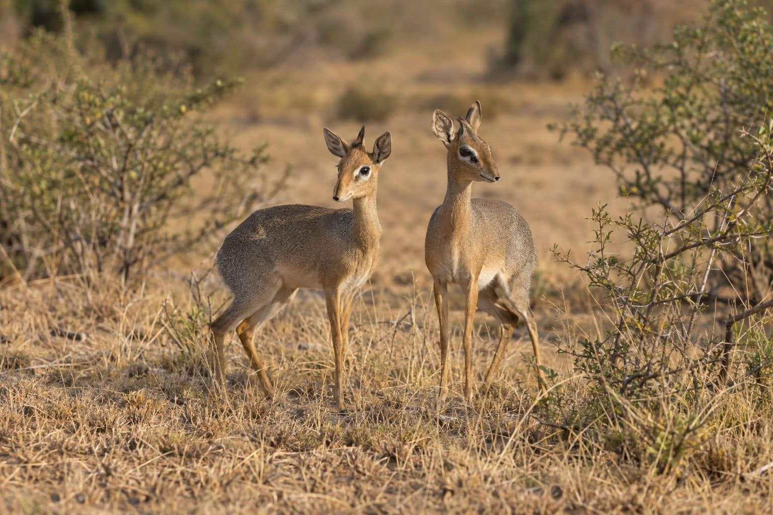 Couple de dik-diks antilopes dans la savane