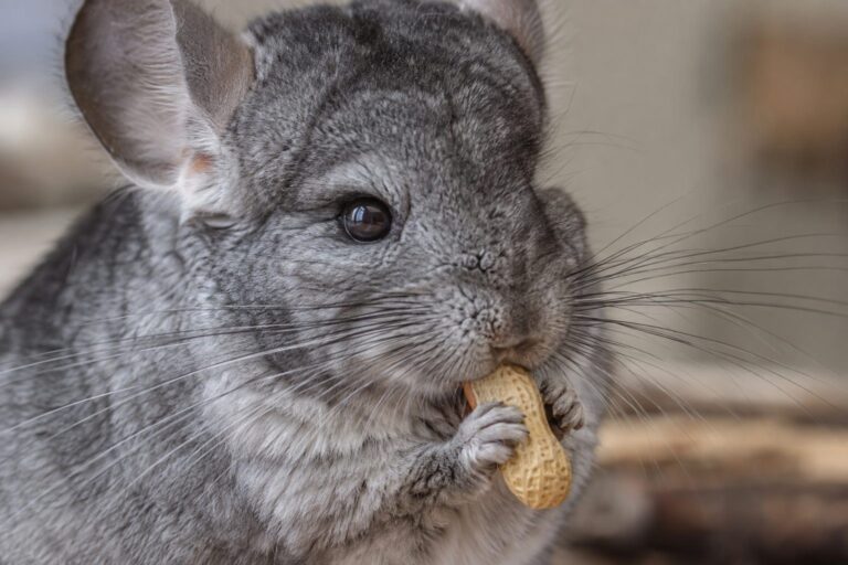 Un chinchilla en gros plan mangeant une cacahuète, montrant le détail de sa bouche et ses dents