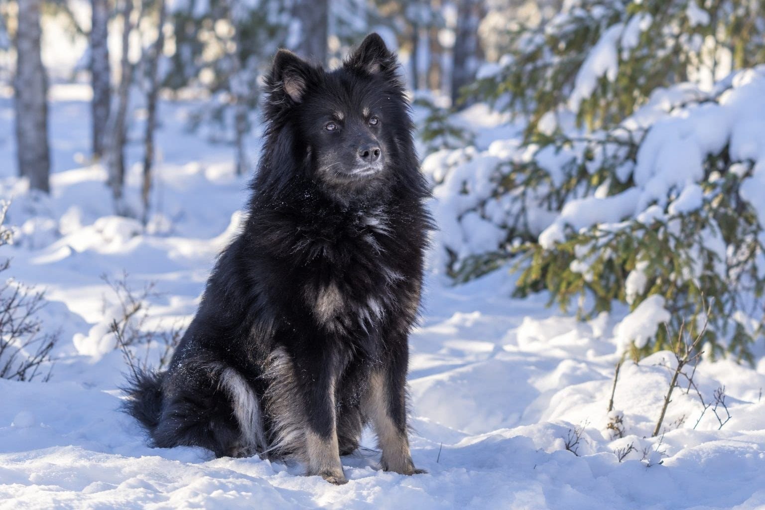 Chien Suédois de Laponie noir dans la neige
