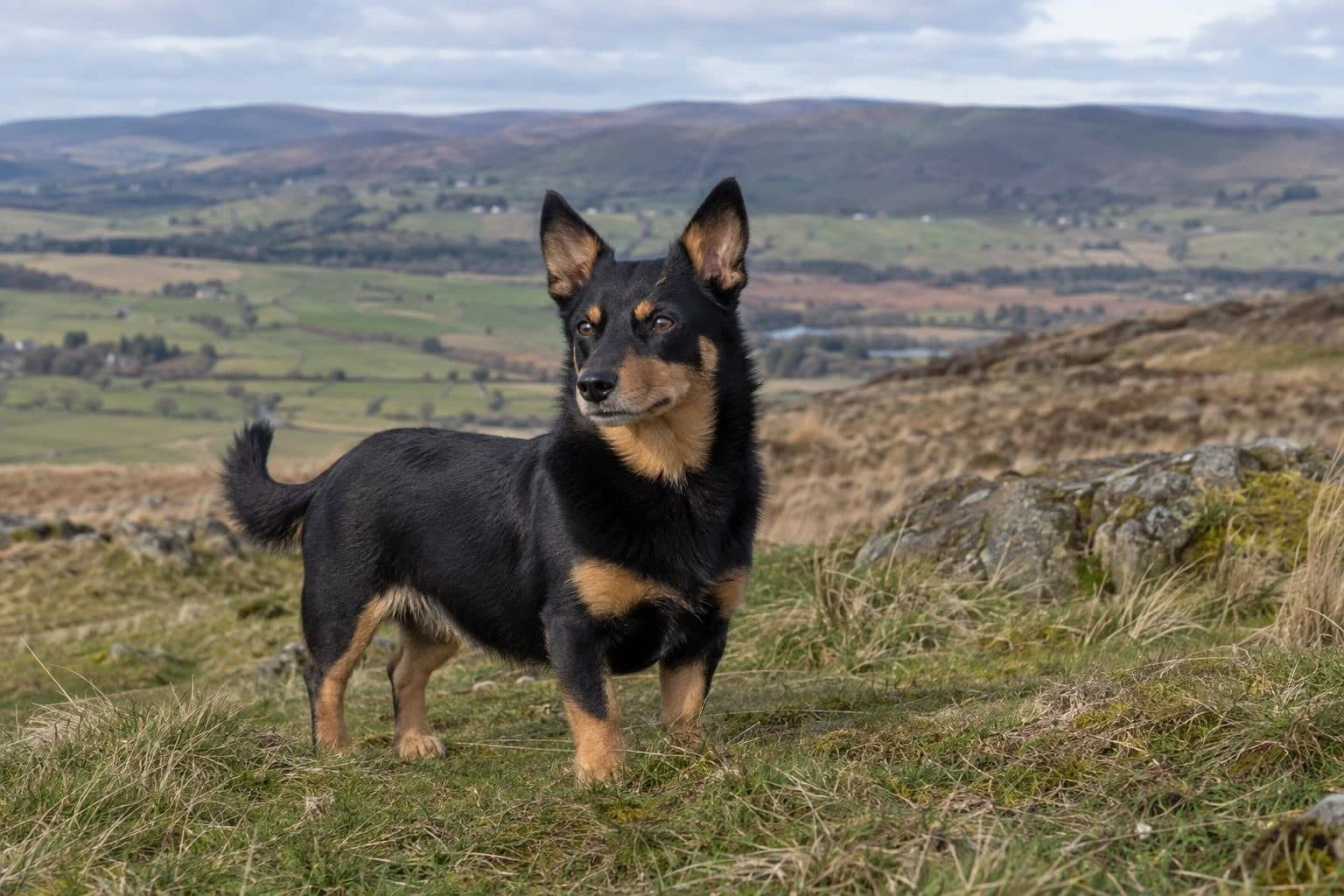 Lancashire Heeler, plan large en paysage britannique