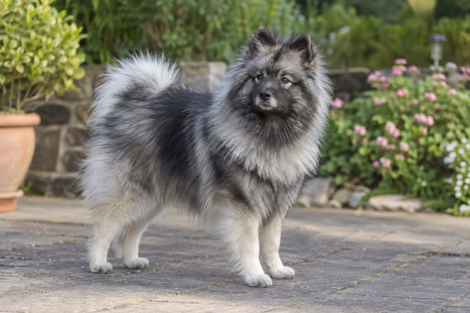 Keeshond dans une position de surveillance