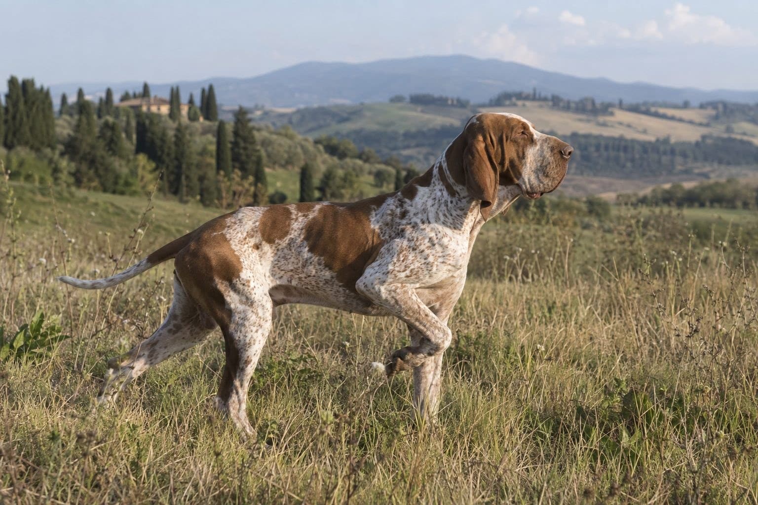 Braque Italien en arrêt de chasse