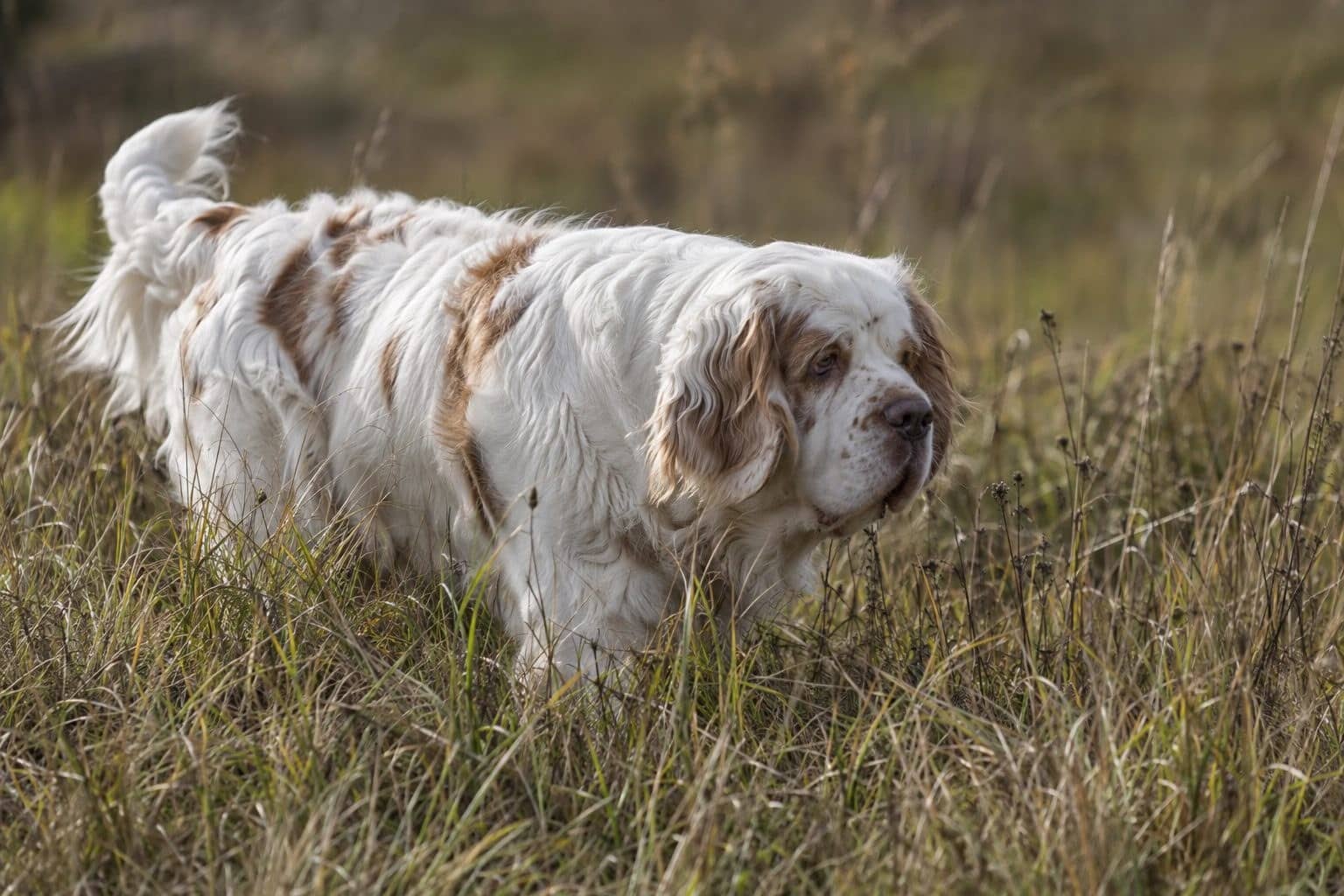 Clumber Spaniel en recherche dans l'herbe