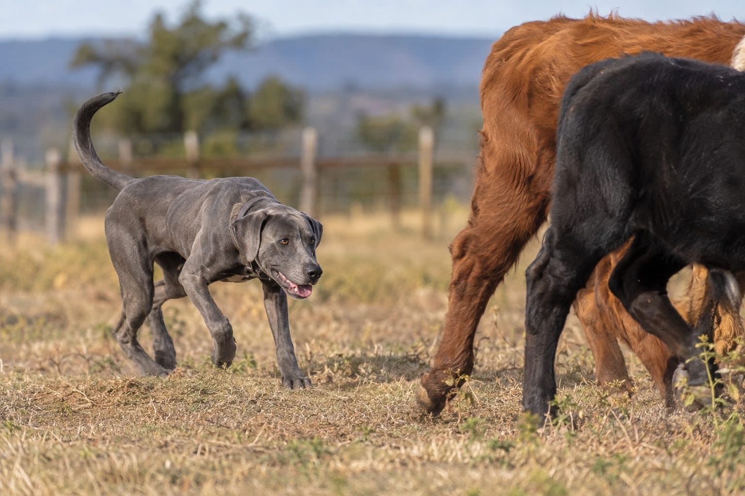 Blue Lacy en action de travail du bétail
