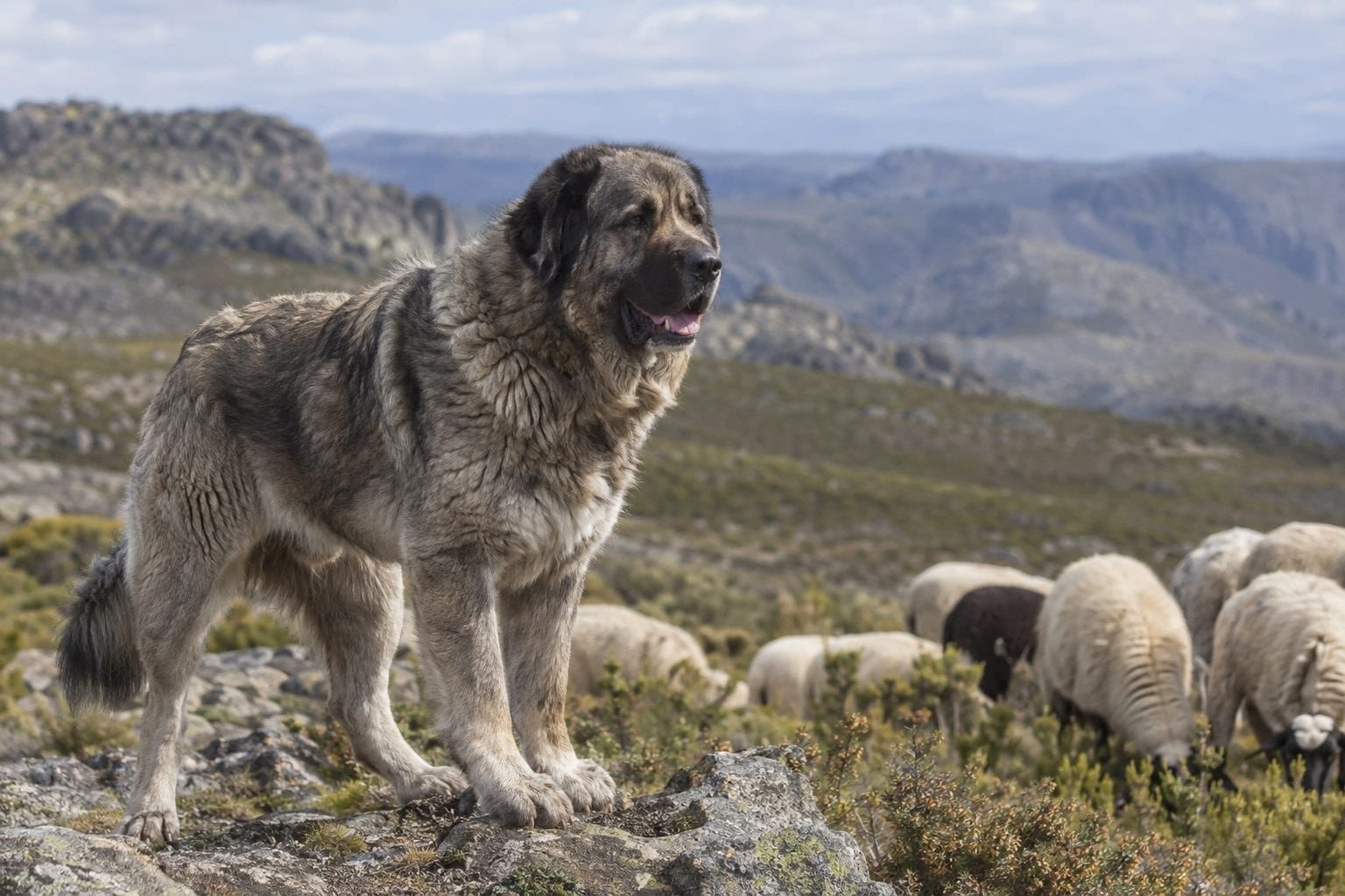 Chien de Montagne Portugais, géant protecteur