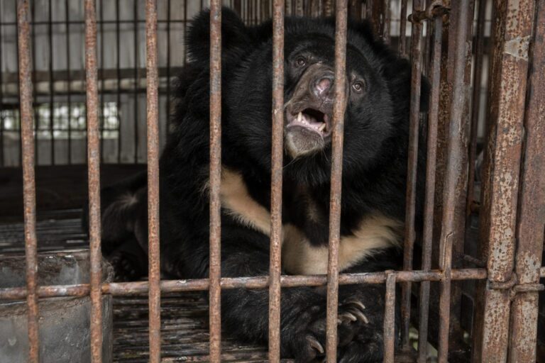 Ours à collier adulte en captivité dans une cage exiguë