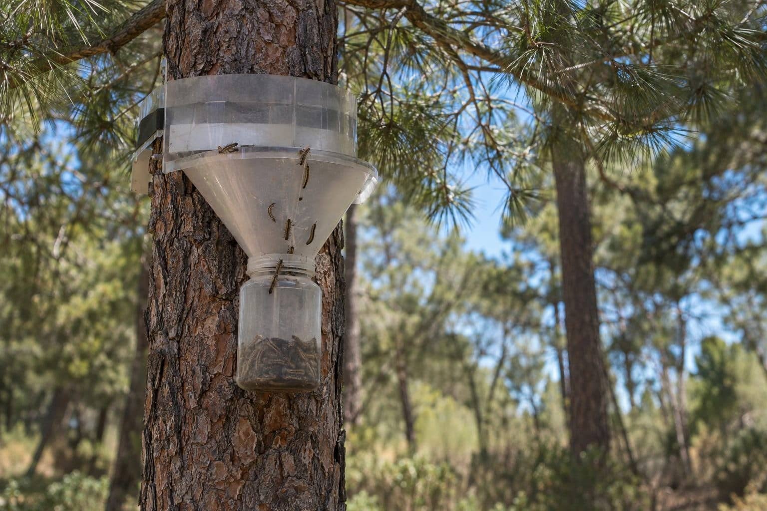 Piège à chenilles processionnaires installé autour du tronc d'un pin