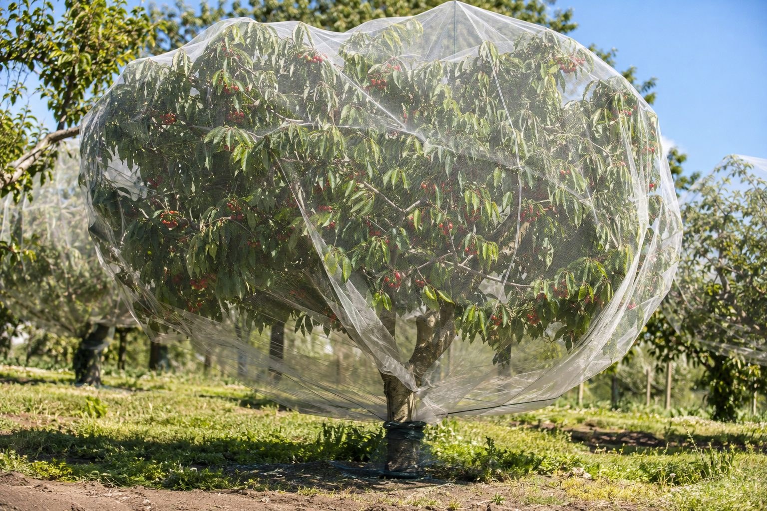 Filet anti-oiseaux recouvrant un arbre fruitier en verger