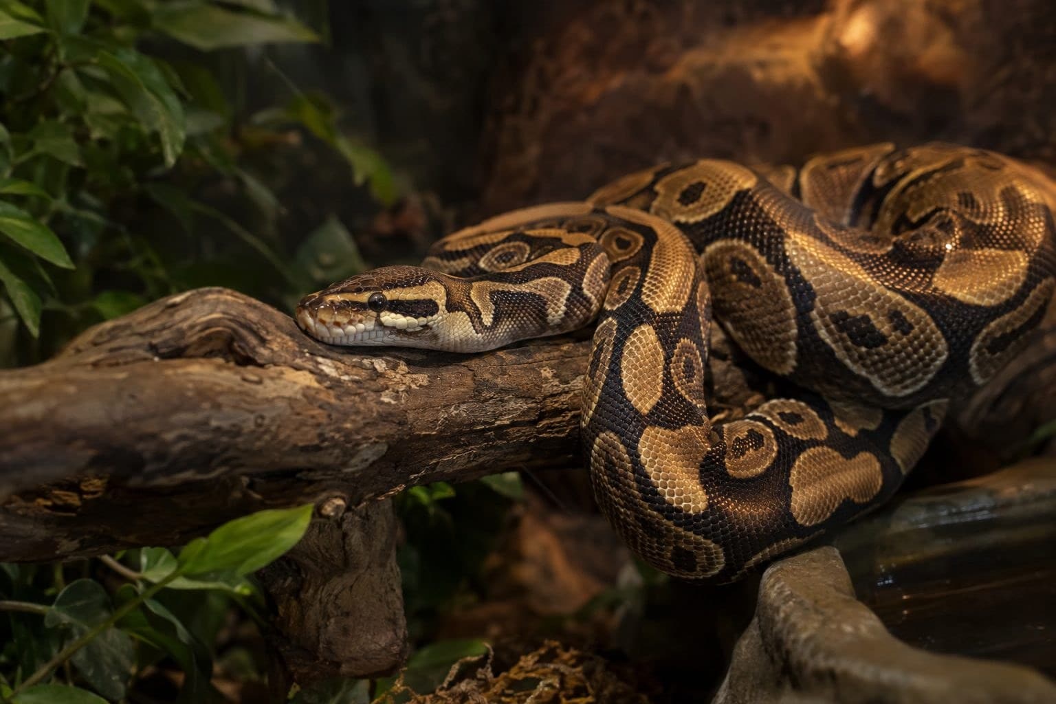 Python royal adulte en position de repos sur une branche