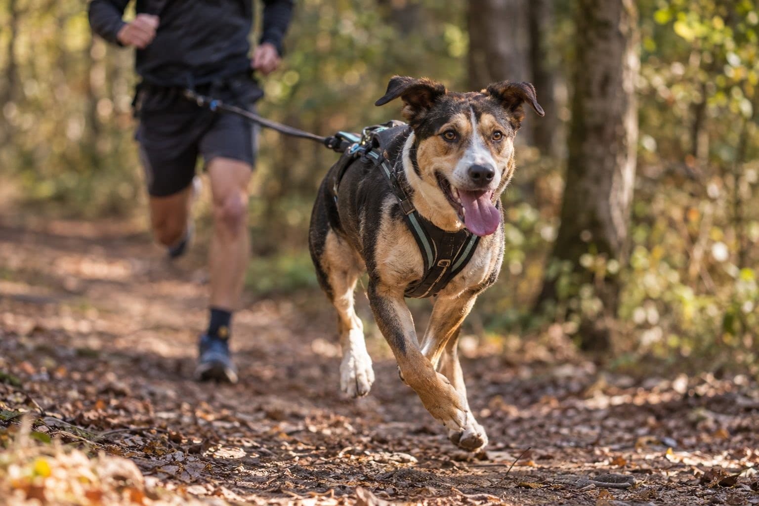 Un chien de race moyenne en pleine course avec son maître lors d'une séance de canicross en forêt
