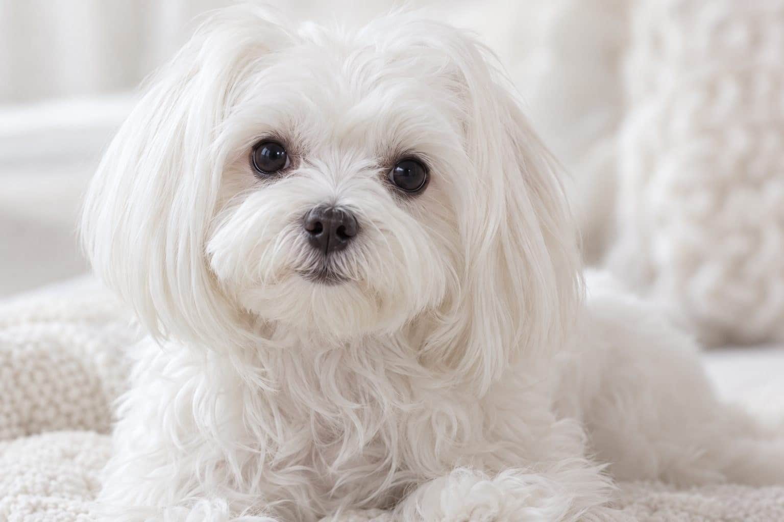 Bichon Maltais en gros plan de face