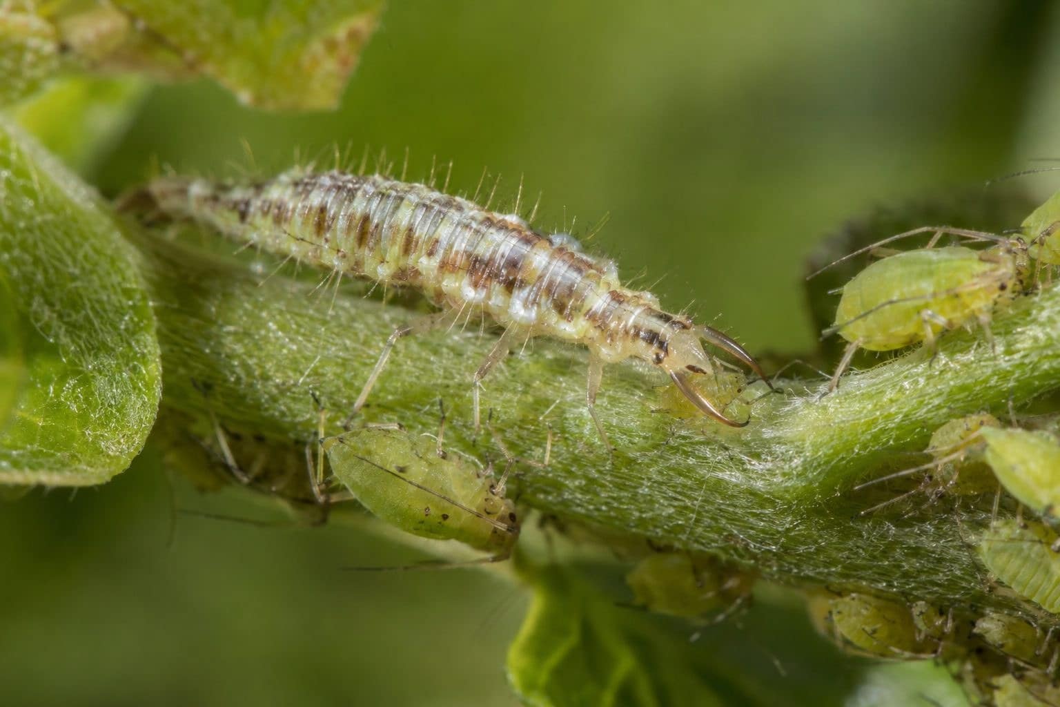 Larve de chrysope verte en train de se nourrir de pucerons sur une plante