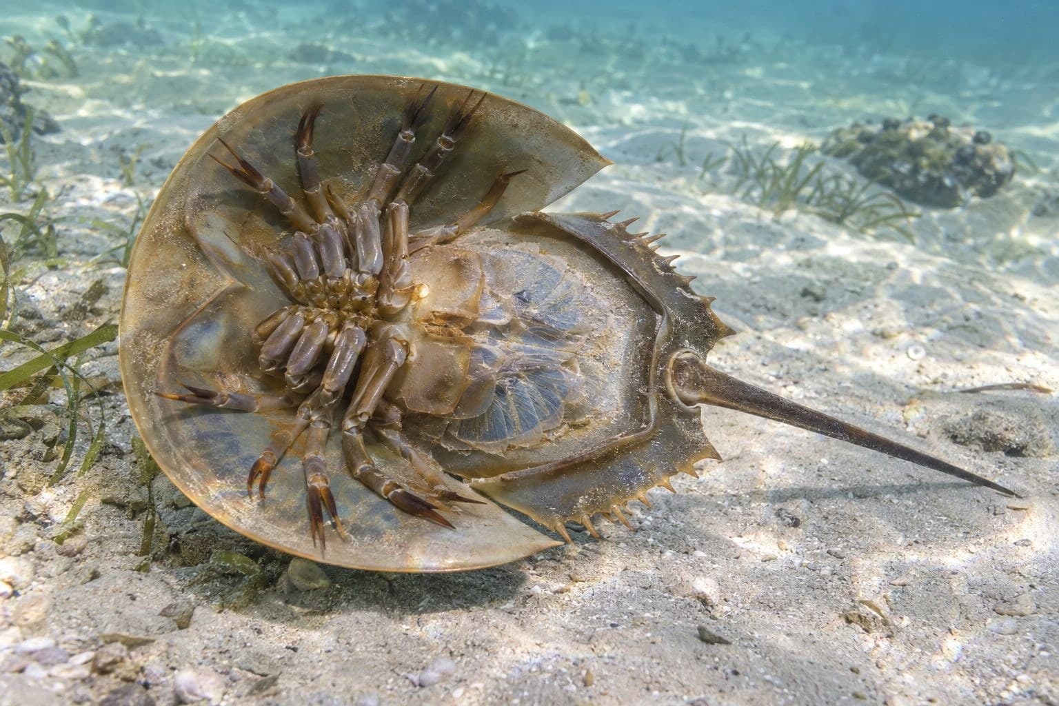Limule (crabe des Moluques) vue de dessous montrant son corps entier