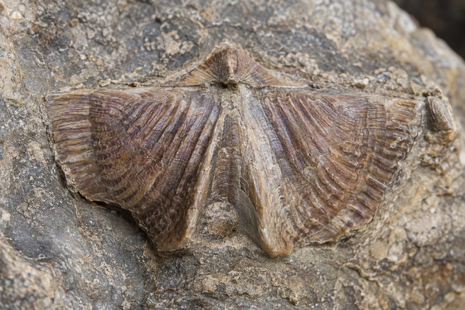 Brachiopode Liospiriferina rostrata en gros plan montrant sa structure