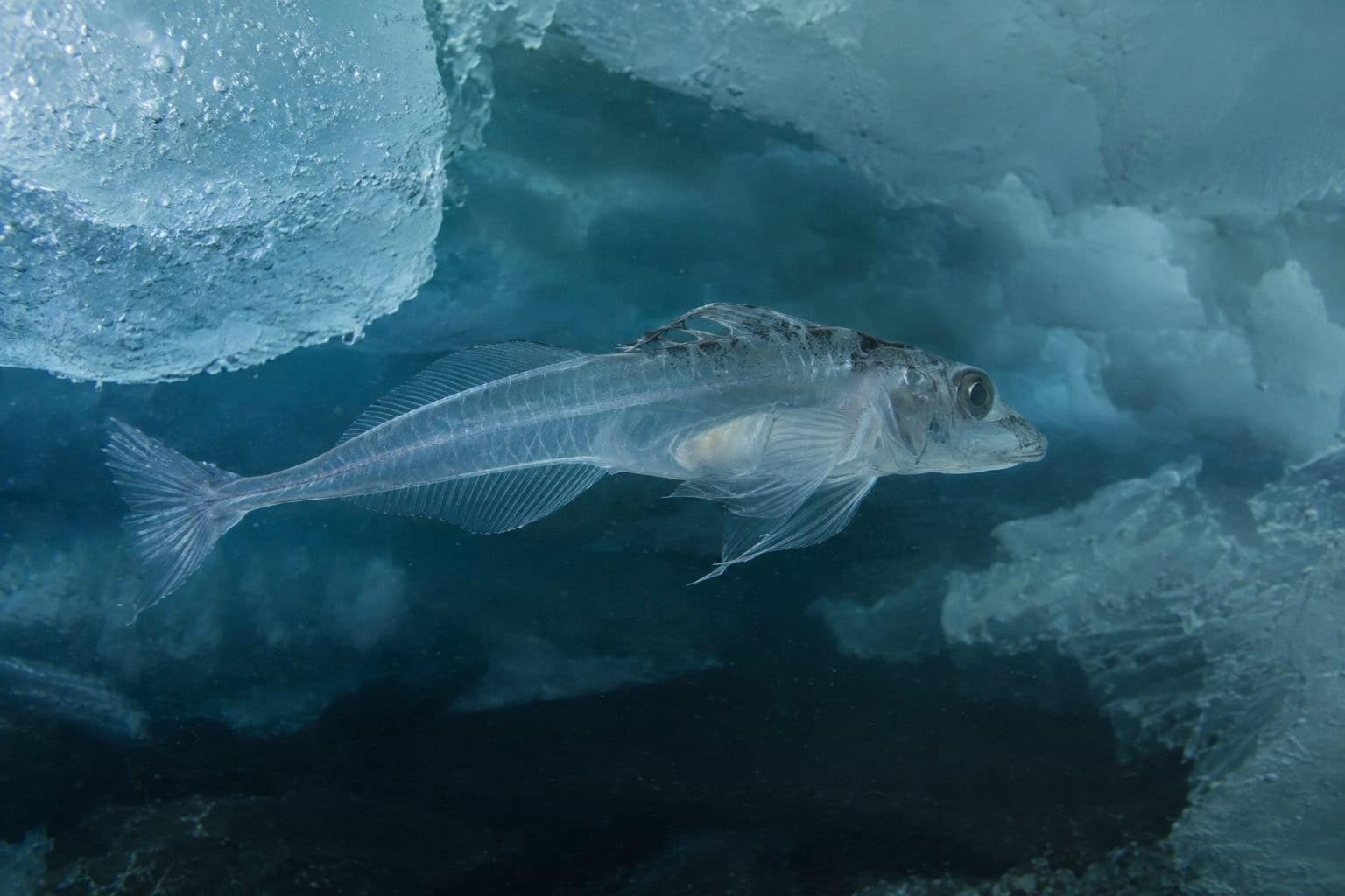 Poisson antarctique Chionodraco hamatus dans son environnement glacial