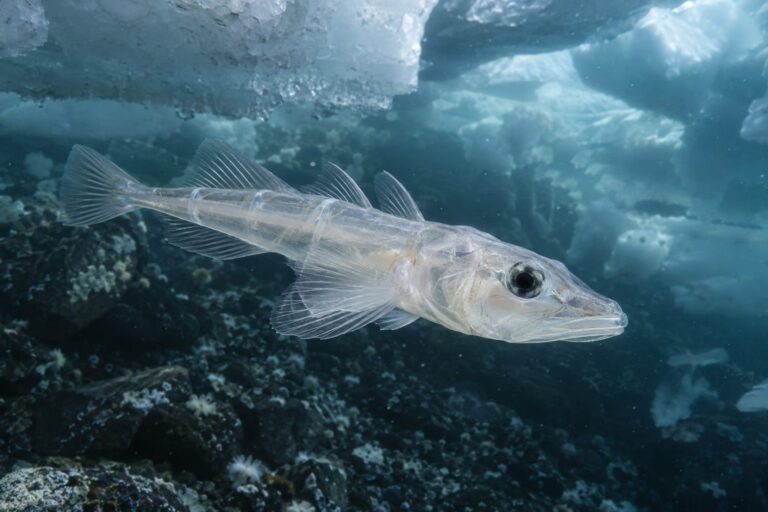 Poisson antarctique sans globules rouges dans les eaux gelees