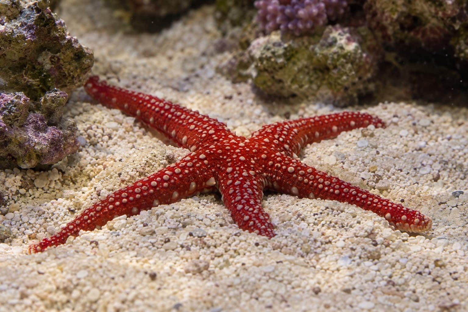 Étoile de mer rouge s'enfonçant dans le sable