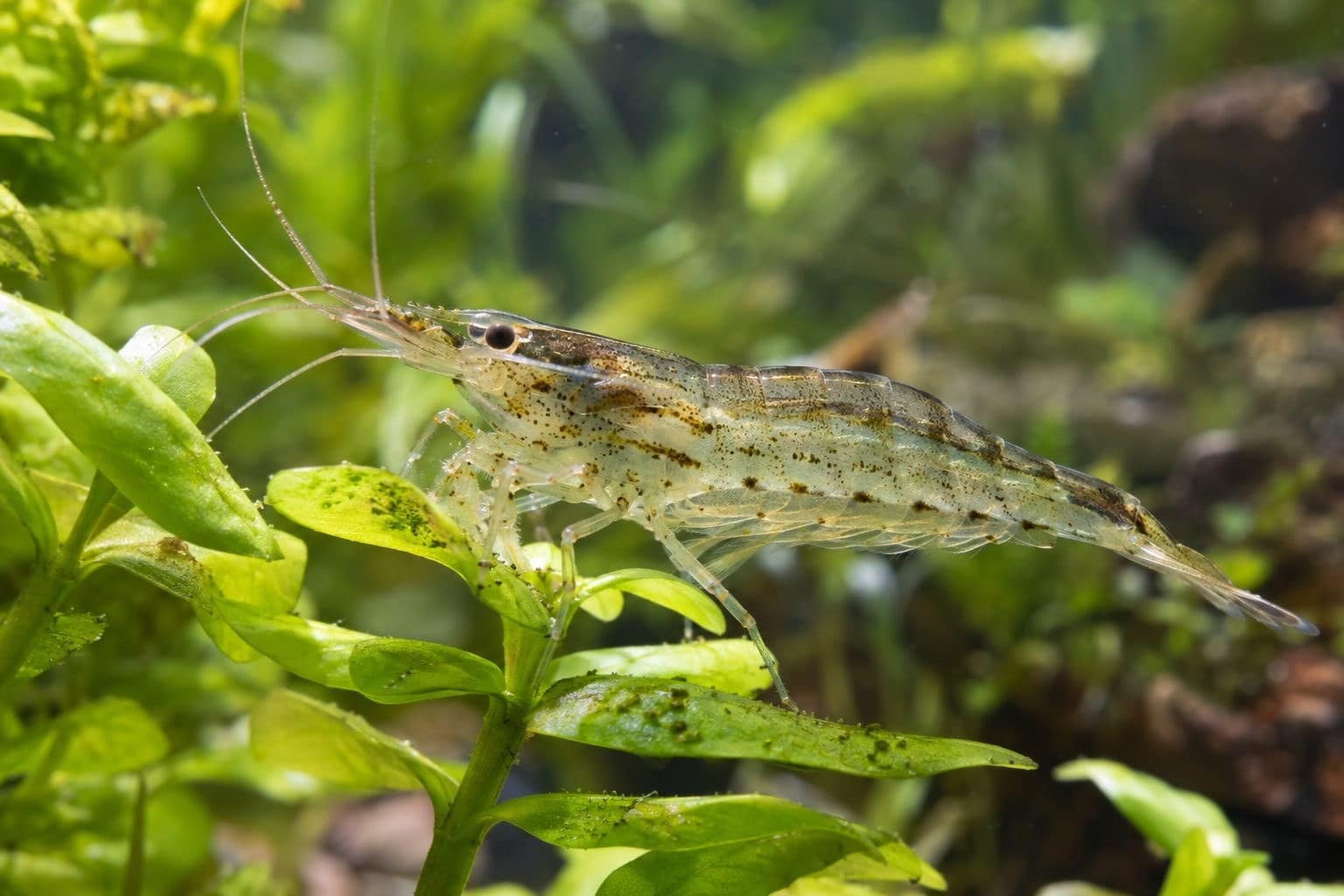 Crevette japonaise Amano sur plante aquatique en gros plan