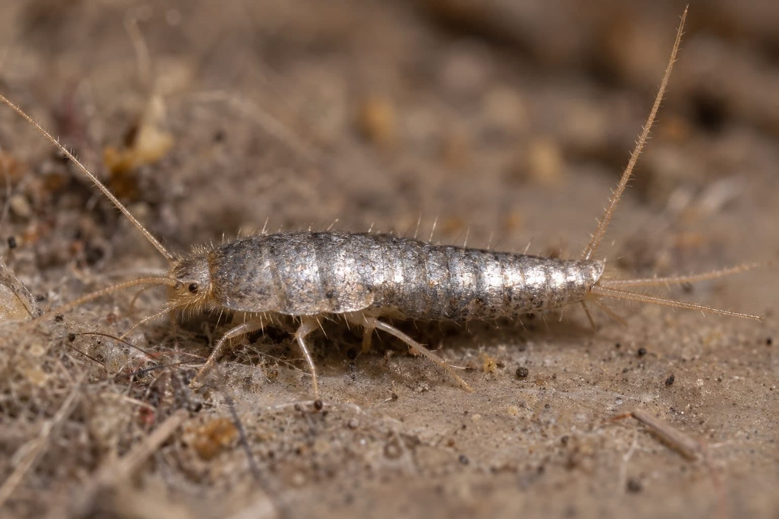 Poisson d'argent (lépismes) en gros plan montrant ses écailles argentées et sa morphologie caractéristique