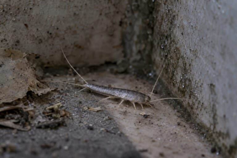 Poisson d'argent se nourrissant dans un environnement domestique humide et sombre