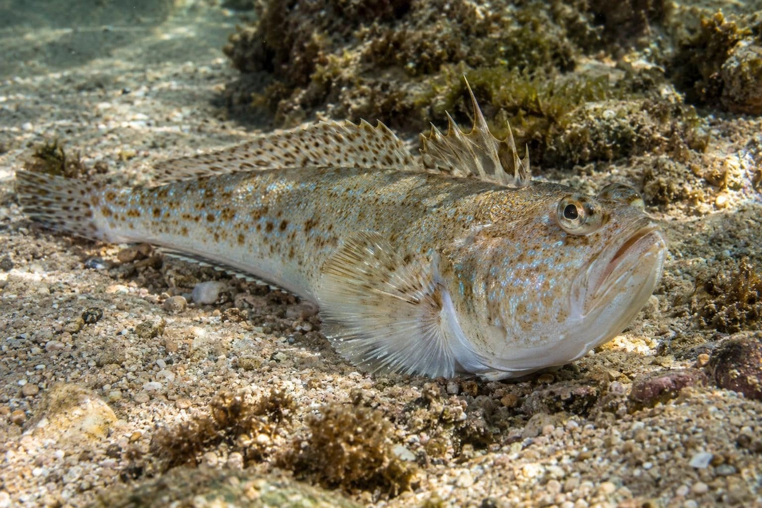 Une vive (Trachinus radiatus), poisson venimeux de Méditerranée, vue de profil sur le fond marin rocheux