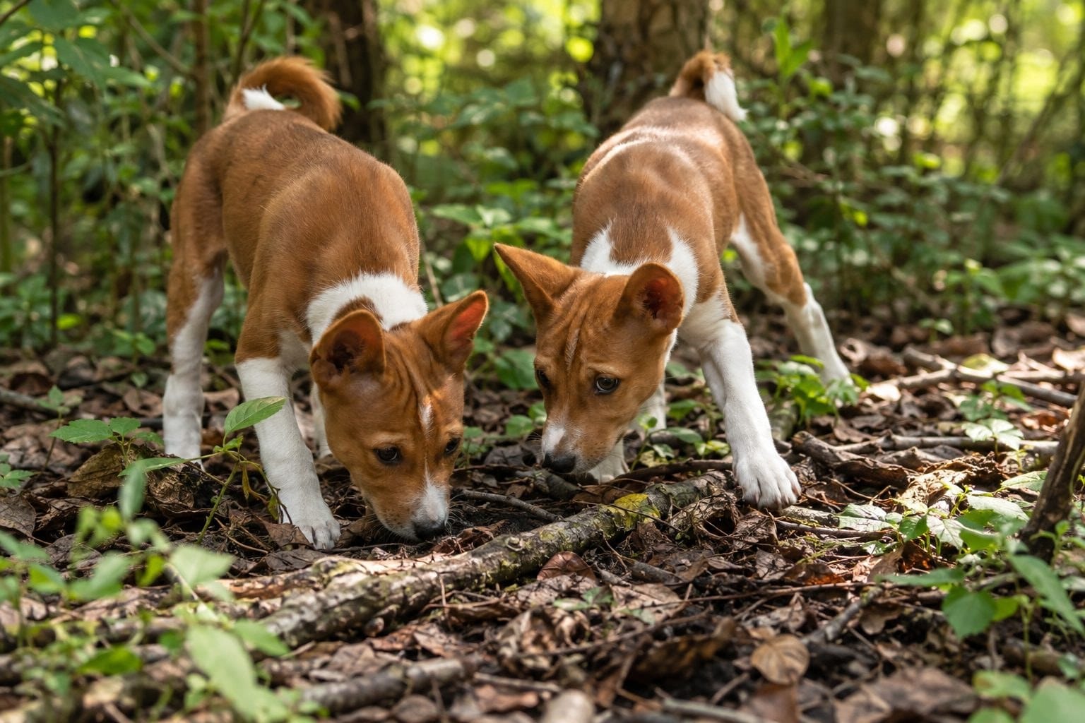 Deux chiots Basenji jouant et explorant ensemble en forêt africaine