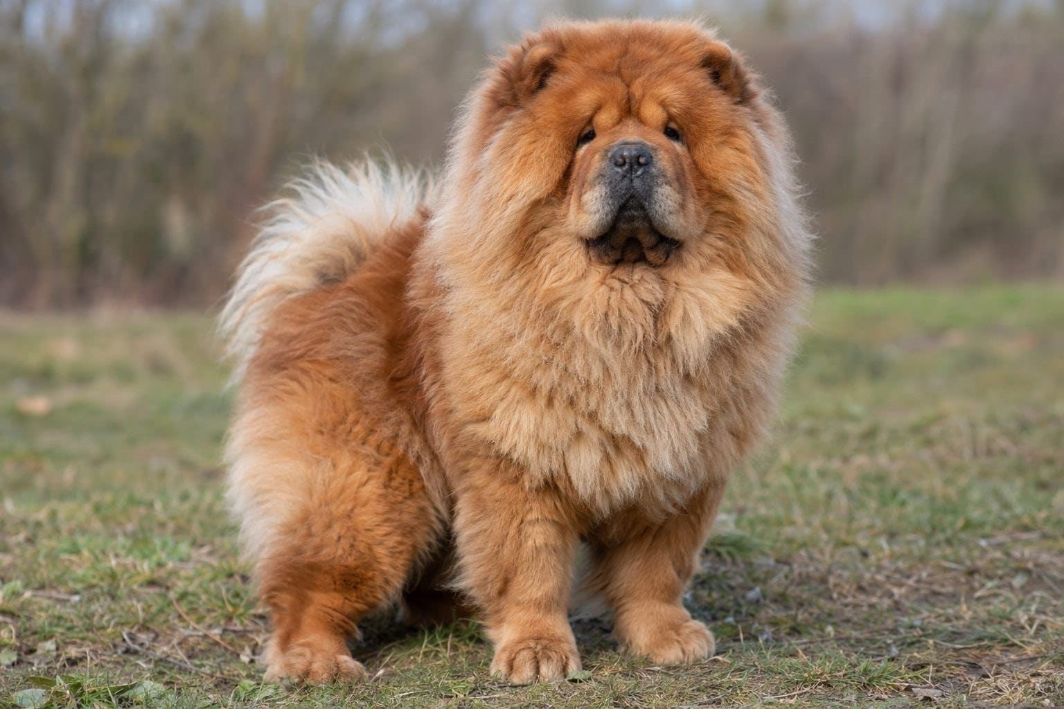 Portrait d'un Chow-Chow de face montrant sa fourrure volumineuse et son allure imposante