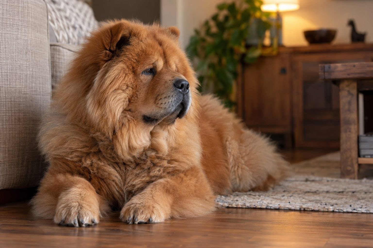 Un Chow-Chow seul dans un intérieur, montrant son caractère réservé et indépendant