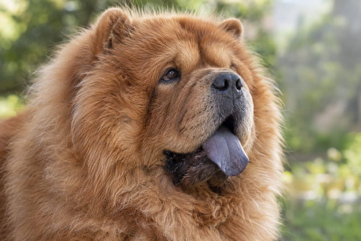 Gros plan du visage d'un Chow-Chow montrant sa langue bleue caractéristique