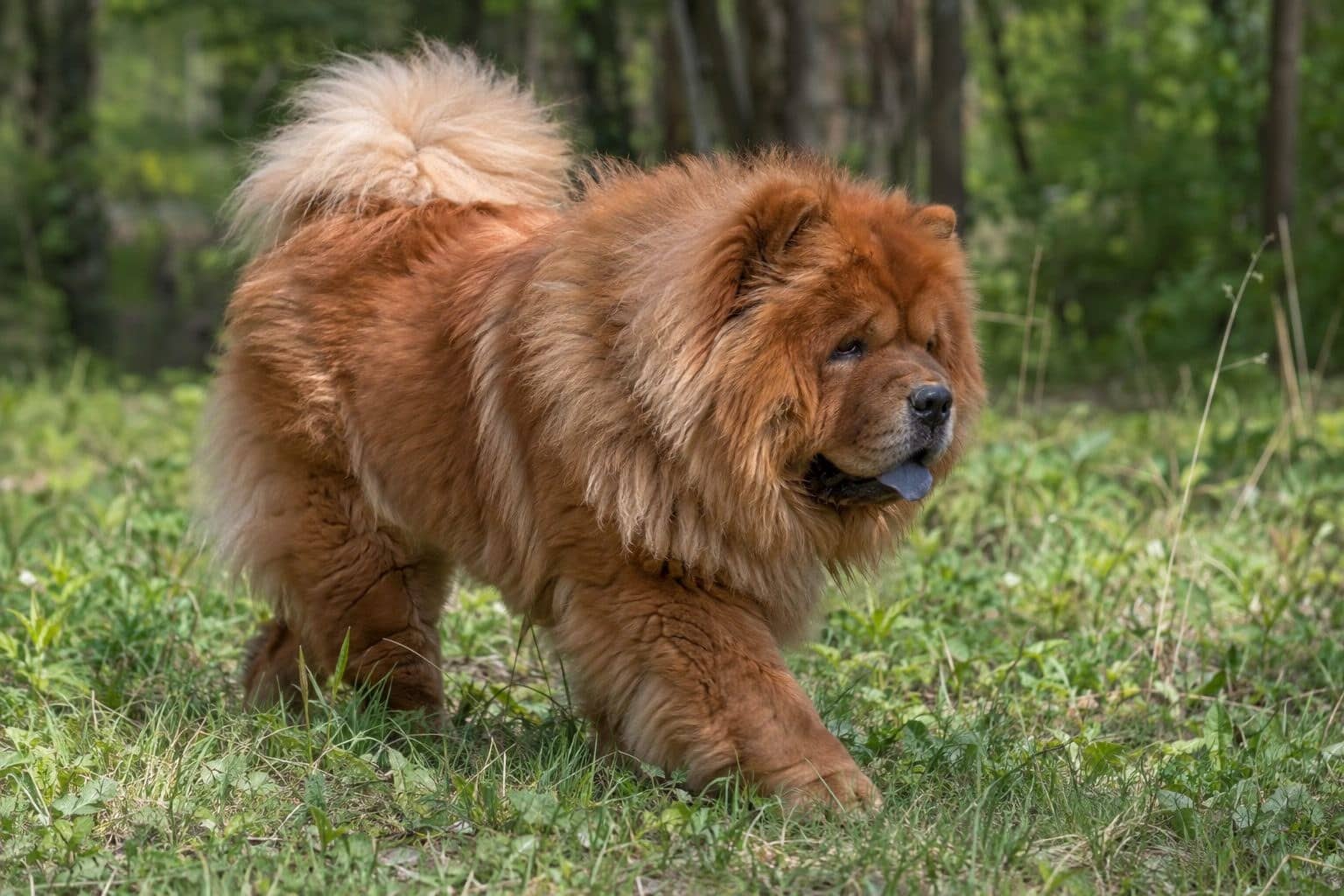 Un Chow-Chow en action en extérieur, explorant ou se promenant dans la nature